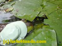 /home//u458753944/public_html/sourcegallery//Frogs/More bullfrogs/P8180199.JPG